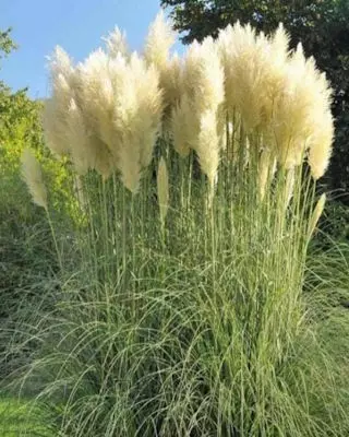 Daniel Goldammer, Vivero, Jardinera, Maquinaria de jardinería, Sistemas de riego para plantas, Independencia, Paraguay