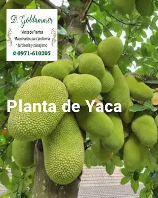 Daniel Goldammer, Vivero, Jardinera, Maquinaria de jardinería, Sistemas de riego para plantas, Independencia, Paraguay